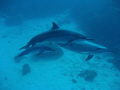   Fam Mom Dad Little One off Big Island Hawaii.. Hawaii  